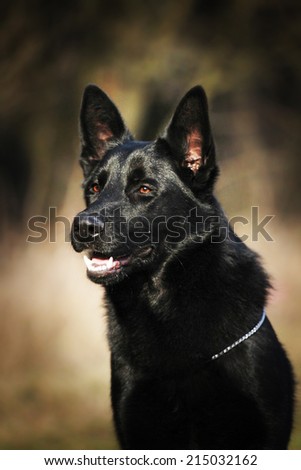 beautiful black german shepherd dog outdoors