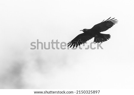 black and white photograph of a raven in flight