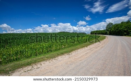 unpaved road with different plants growing on the side of the road, landscape on a gravel road in the countryside