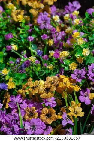 colorful artificial pansies in planter in spring spotted yellow and purple pansies spring colors green leaves and flowers in pot outside in sunlight vertical format room for type spring background
