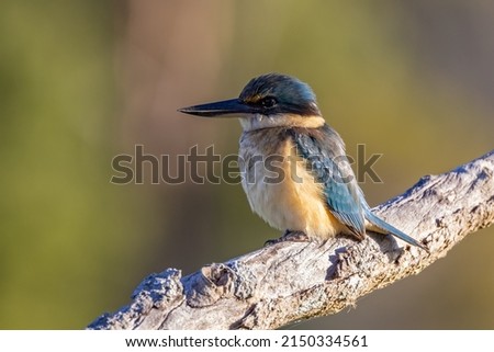 a sacred kingfisher perched on a branch at a wetland on the central coast of nsw, australia