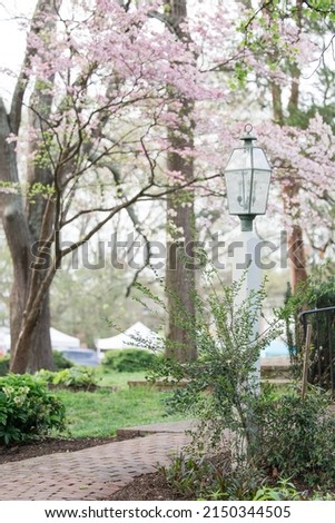 Pink dogwood tree in the spring