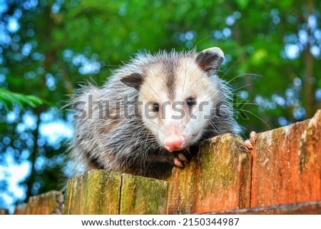 Opossum on a fence in a yard.