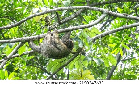 Three Toed Sloth Costa Rica