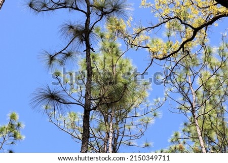 Tree tops of Florida Longleaf Pine trees