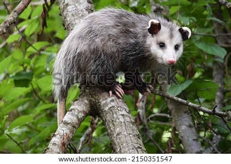 Opossum sitting on a branch