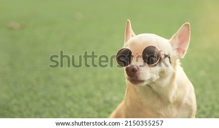 Close up image of brown chihuahua dog wearing sunglasses sitting in green grass in morning sunlight. Copy space