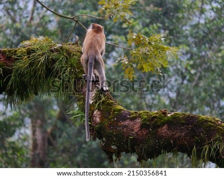 A monkey on a tree.