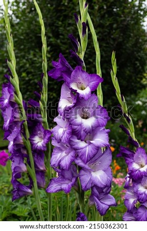 Gladioli bloom in the garden. Close-up of gladiolus flowers. Large flowers and buds on a green background. Royalty-Free Stock Photo #2150362301
