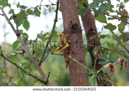 yellow grasshopper perched on the bidara tree