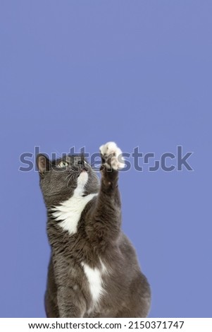 A domestic cat on a blue background. Animal themes. A shorthair cat. Copy space.