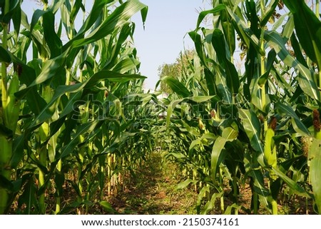 Corn field close up. Selective focus. Green Maize Corn Field Plantation in Summer Agricultural Season. Close up of corn on the cob in a field.                                 Royalty-Free Stock Photo #2150374161