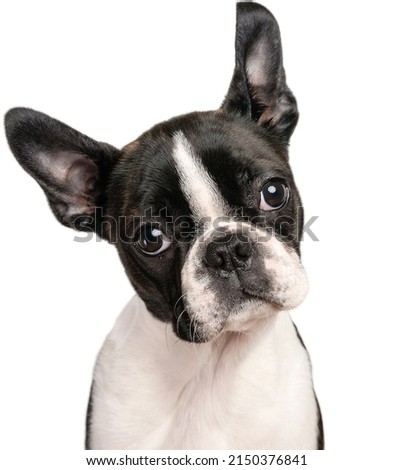 Portrait of a Boston Terrier dog isolated on a white background
