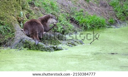 Small otter is eating a fish, selective focus