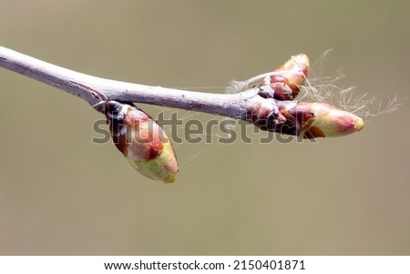 Flower buds on a plum branch in early spring. Macro