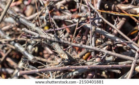 Dry branches of a tree as a background. Brushwood Royalty-Free Stock Photo #2150401881