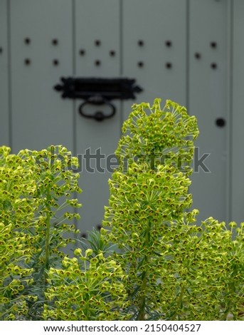 Stunning Euphorbia X Martinii, also known as Martin's Spurge, flowers growing in a front garden in Buckinghamshire UK, with a green door behind.