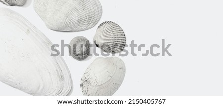 Sea shell background with copy space. Summer nature background