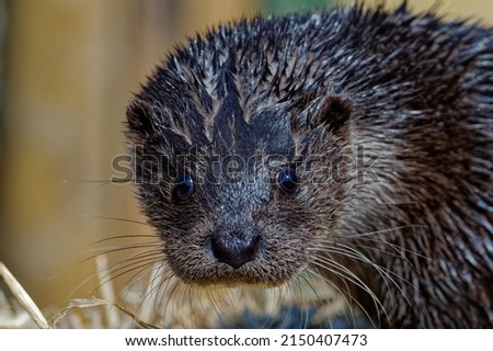Eurasian Otter ( Lutra lutra) Close up head portrait outdoors.