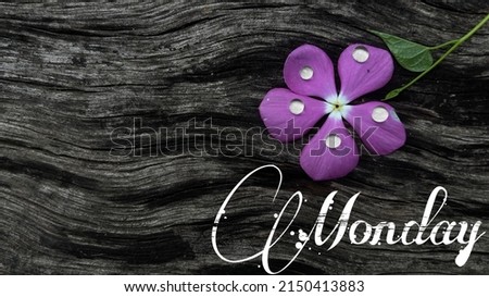 Monday isolated on a dark wooden background. A purple color flower is nearby. Book cover, note, copy space, wallpaper art concept. Week, and weekend days.  Day planner. Plenty of black dark background