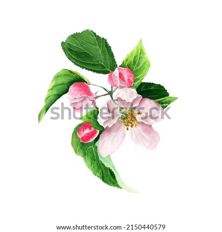 Apple tree blooming branch. Watercolor illustration. Hand drawing. Isolated on white background. Floral element for greeting cards, invitations, clip art.