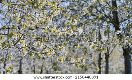 Image with cherry branches and white flowers in orchard at beginning of spring with blurred background.