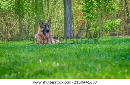 German shepherd in natural park lounging on lawn looking away on beautiful spring day with sun