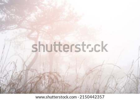 Blur Background - Fog and rain: The scenery on Phu Kradueng has fog and rain at the end of the rainy season and the beginning of winter.