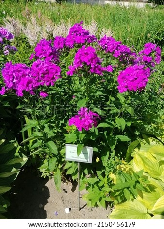 a bright pink large bush of flowering Phlox paniculata with a sign with the name of the plant "Phlox Night Violet" on a flower bed. Desktop Wallpapers