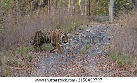 A tiger walking through a road with tall plants surrounding it