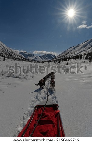 A team of sled dogs traveling through alpine valley snow into the sun
