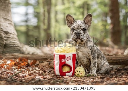 French bulldog pup with toy popcorn Royalty-Free Stock Photo #2150471395