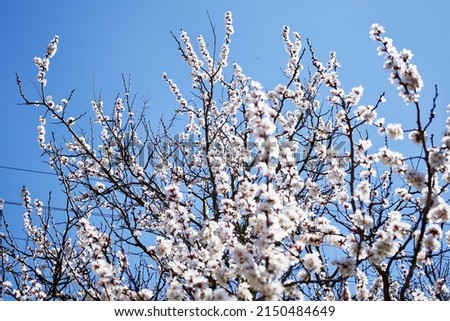 blooming apricot branches against the blue sky in spring. High quality photo