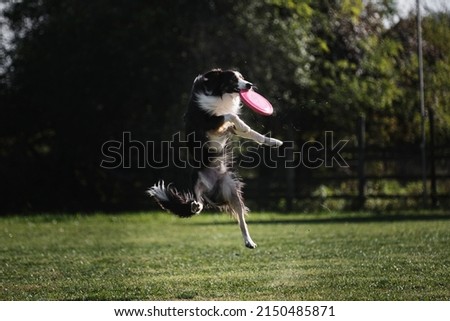 Dog sport. Border collie black tricolor jumps and catches a flying saucer in flight with his mouth. The pet grabs the disk with its teeth. Competitions of dexterous dogs.