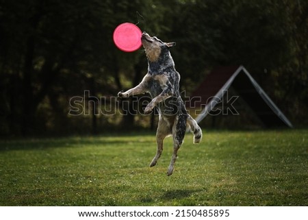 Dog sport. An Australian healer jumps high and catches a flying saucer in flight with mouth. The pet grabs the disk with its teeth. Royalty-Free Stock Photo #2150485895