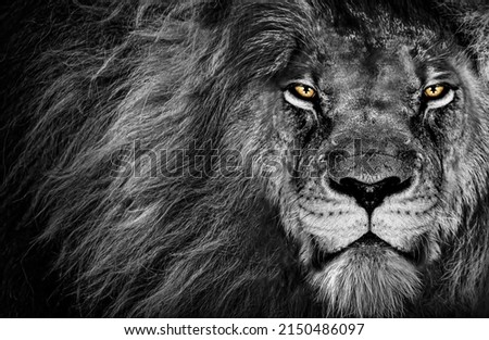 A grayscale shot of a lion with yellow eyes staring aggressively at the camera showing its strength Royalty-Free Stock Photo #2150486097