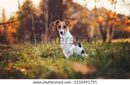 Small Jack Russell terrier dog sitting on autumn leaves, shallow depth of field photo with bokeh blurred trees in background