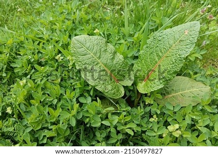 Leaves Rumex obtusifolius in wild clover