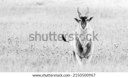 Eland antelope standing in a grassland in Africa  Royalty-Free Stock Photo #2150500967