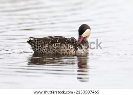 Red-billed teal swimming on calm dam water