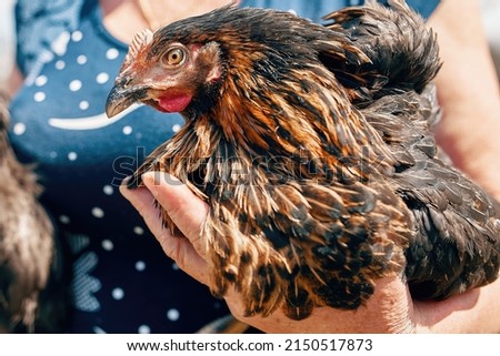 one homemade dark black brown hens in the arms of a farmer's grandmother at a home farm