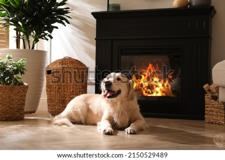 Adorable Golden Retriever dog on floor near electric fireplace indoors Royalty-Free Stock Photo #2150529489