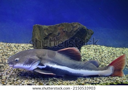 Redtail catfish (Phractocephalus hemioliopterus). Wild life animal. Royalty-Free Stock Photo #2150533903