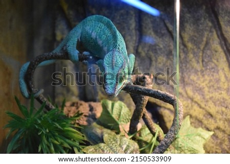 The panther chameleon (Furcifer pardalis) is a species of chameleon found in the eastern and northern parts of Madagascar in a tropical forest biome.