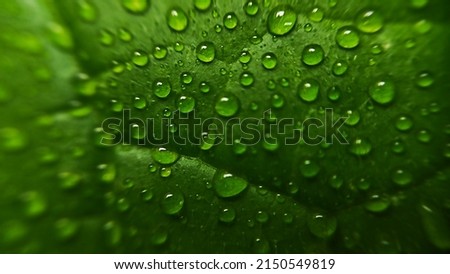 Water drops on a leaf in a macro.