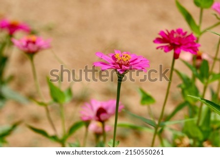 Fresh natural pink zinnia flowers garden
