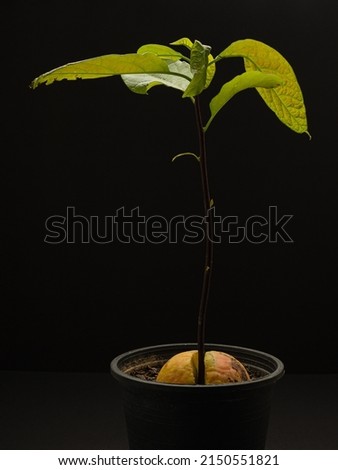Avocado plant in a pot on a black background. Close-up photo. Healthy fruit concept