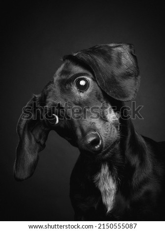 Black dachshund dog portrait on black background Royalty-Free Stock Photo #2150555087