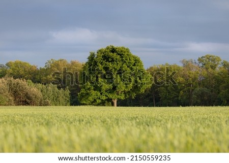 The mighty sessile oak, cornish oak, durmast oak, quercus petraea, stands on the edge of a farmland. A very large, majestic tree, a natural monument, a tree under protection. Royalty-Free Stock Photo #2150559235