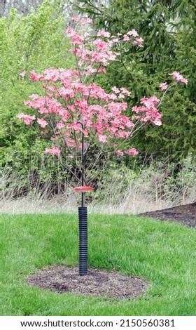 Blooming Pink Cherokee Brave Dogwood Tree Royalty-Free Stock Photo #2150560381